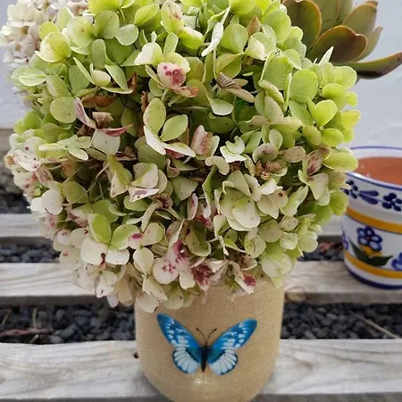 펜션 Casa Oscar 로스 야노스 데 아리다네